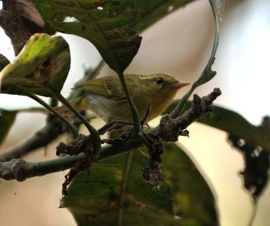 Yellow-vented Warbler photograph