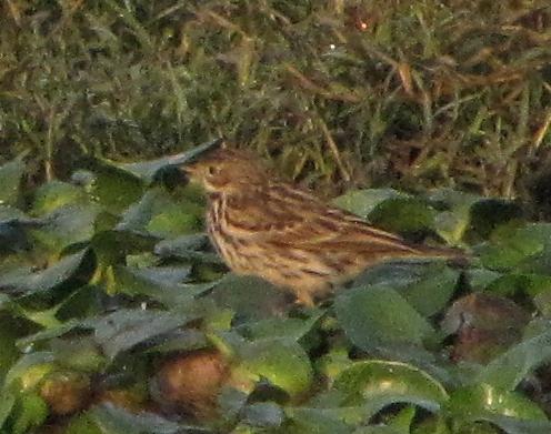 Red-throated Pipit photograph