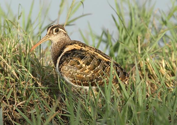 Male Greater Painted-snipe
