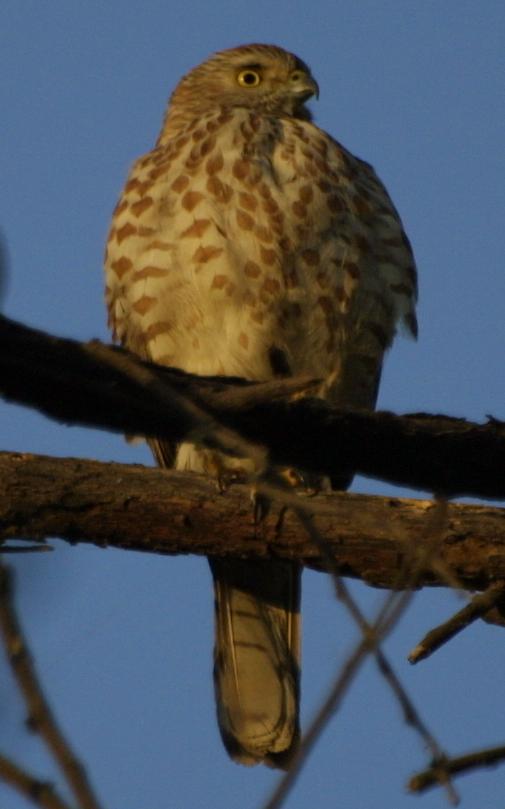 Shikra /Accipiter badius/