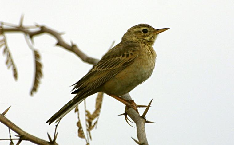 Paddyfield Pipit /Anthus rufulus/