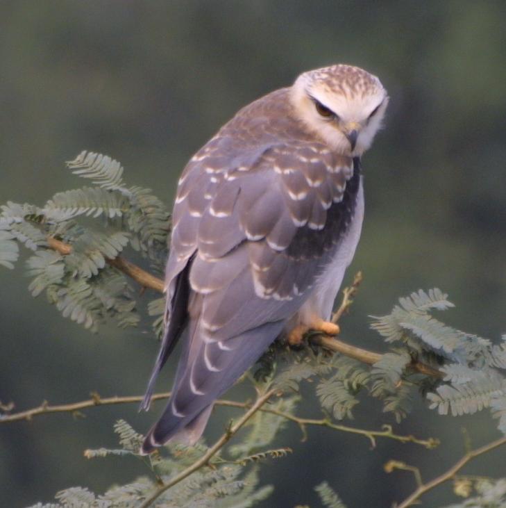 Black-shouldered Kite /Elanus caeruleus/