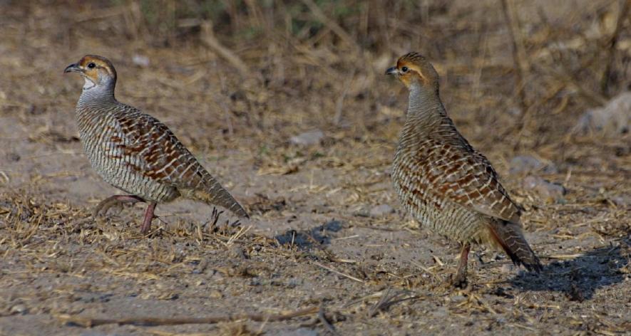 Grey Francolin /Francolinus pondicerianus/