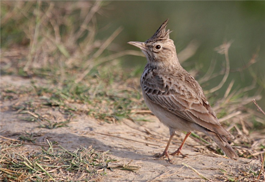 Crested Lark /Galerida cristata/