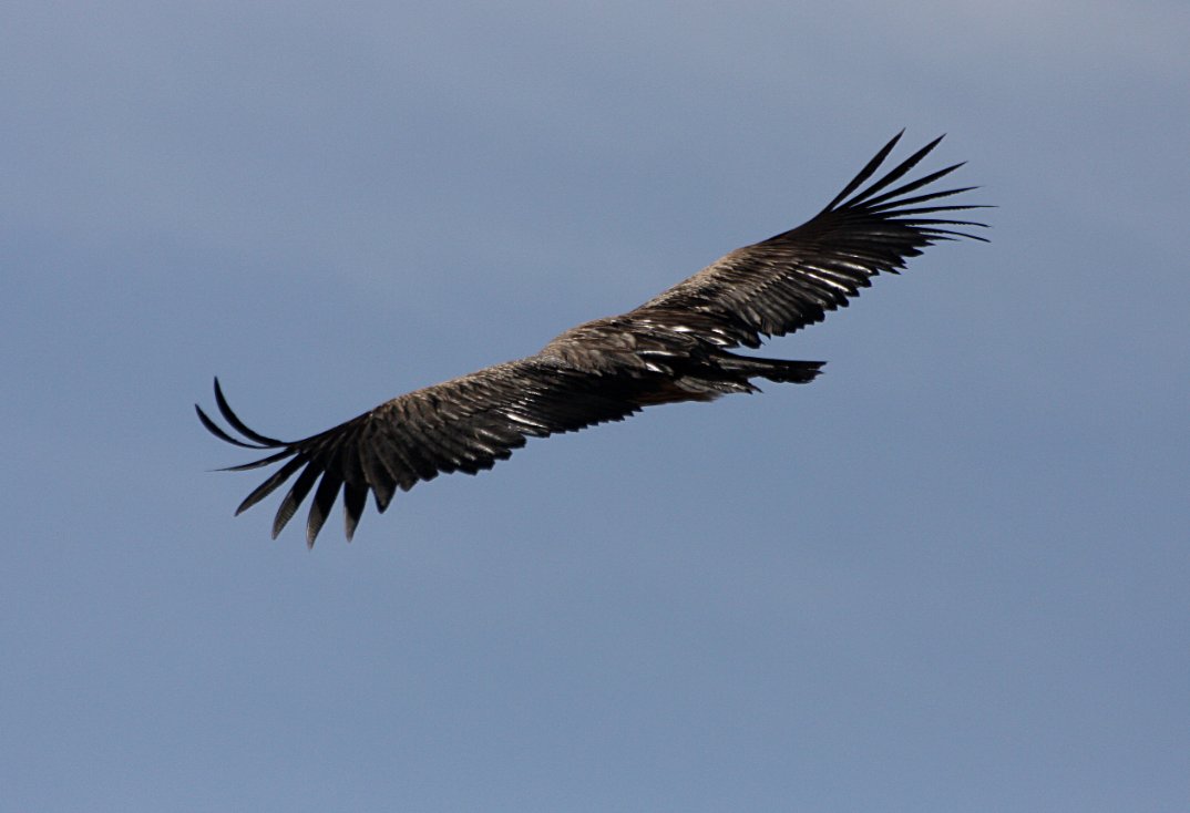 Himalayan Griffon /Gyps himalayensis/