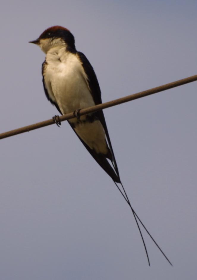 Wire-tailed Swallow /Hirundo smithii/