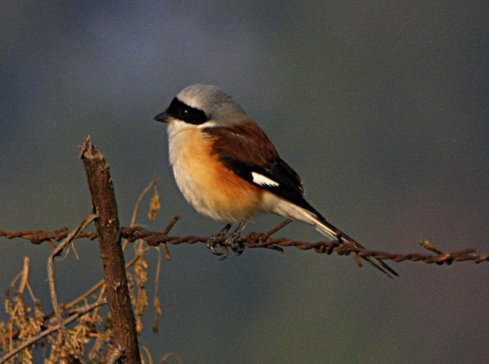 Bay-backed Shrike /Lanius vittatus/