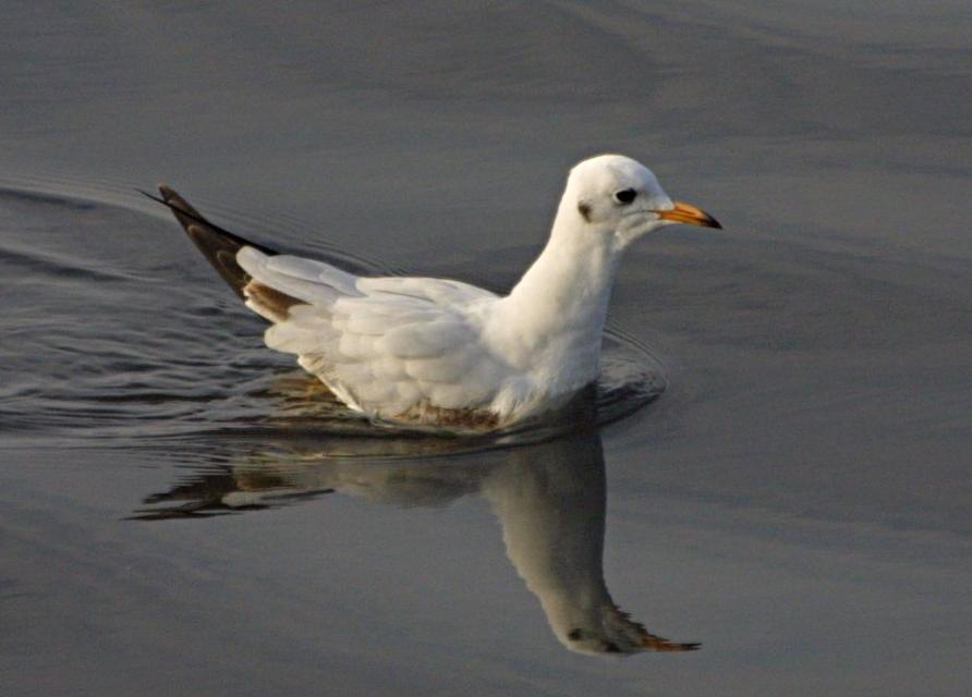 Black-headed Gull /Larus ridibundus/