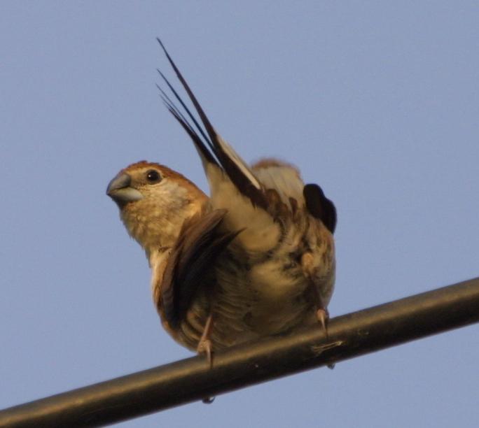 Indian Silverbill /Lonchura malabarica/