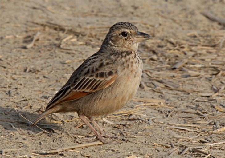 Bengal Bushlark /Mirafra assamica/