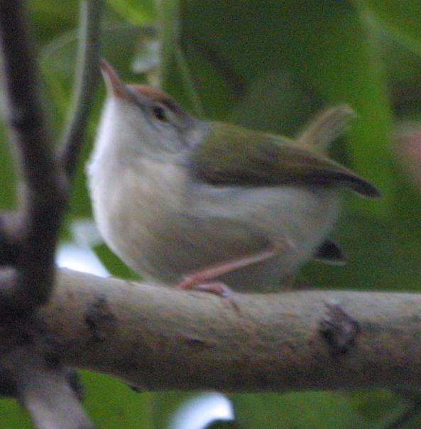 Common Tailorbird /Orthotomus sutorius/