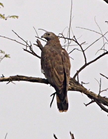 Oriental Honey Buzzard /Pernis ptilorhyncus/