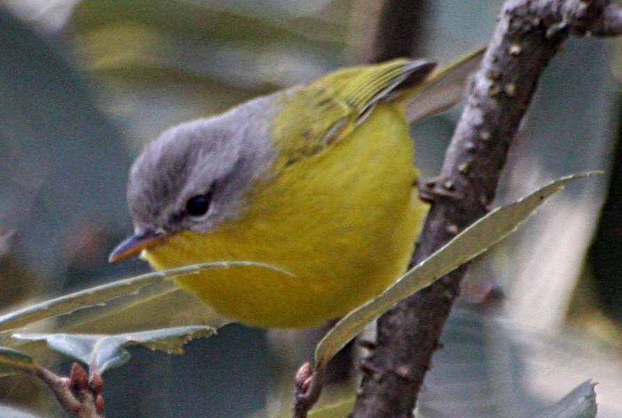 Grey-hooded Warbler /Phylloscopus xanthoschistos/