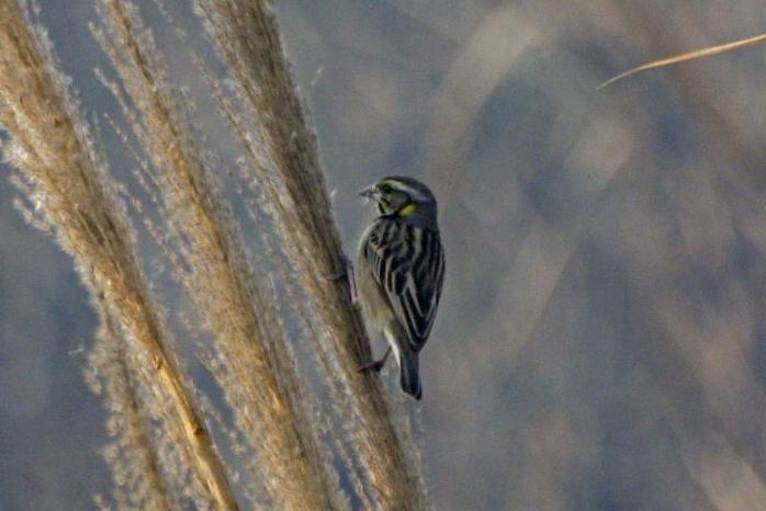 Black-breasted Weaver /Ploceus benghalensis/