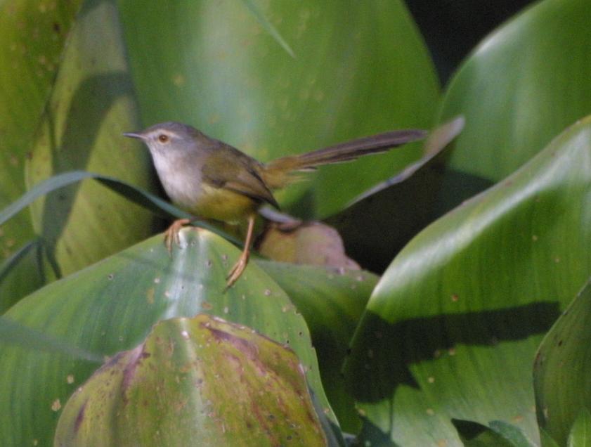 Prinia flaviventris