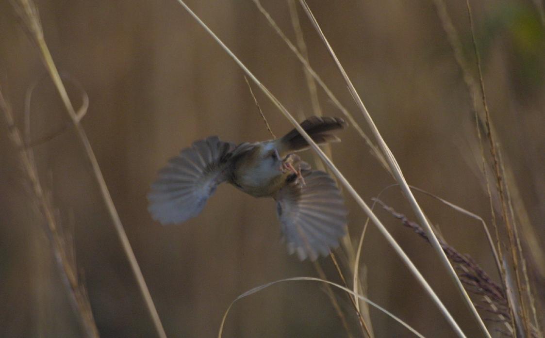 Plain Prinia /Prinia inornata/