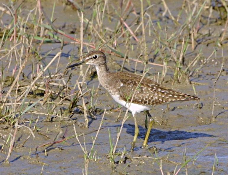 Wood Sandpiper /Tringa glareola/