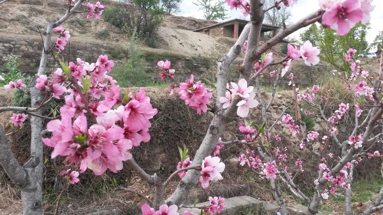 Peach blossoms