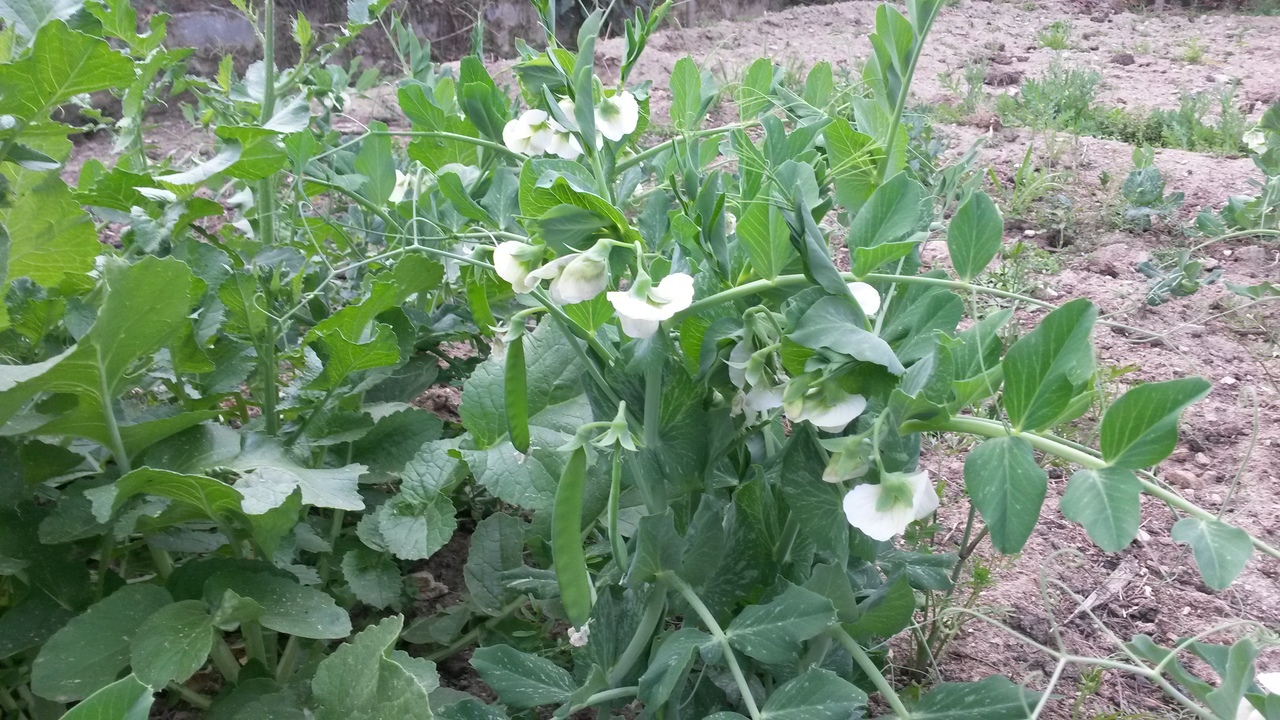 Peas in kindergarten