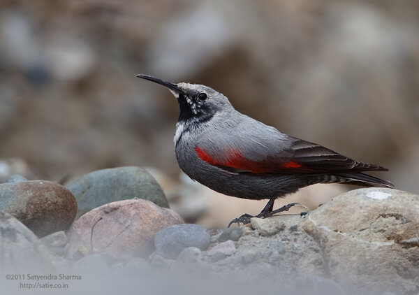 Wallcreeper